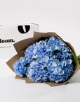 Powder Blue Hydrangea