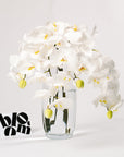 Cloud White Phalaenopsis Orchid