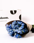Glacier Blue Delphinium