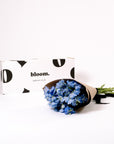 Glacier Blue Delphinium