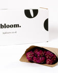 Raspberry Pink Scabiosa
