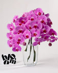 Cerise Pink Phalaenopsis Orchid