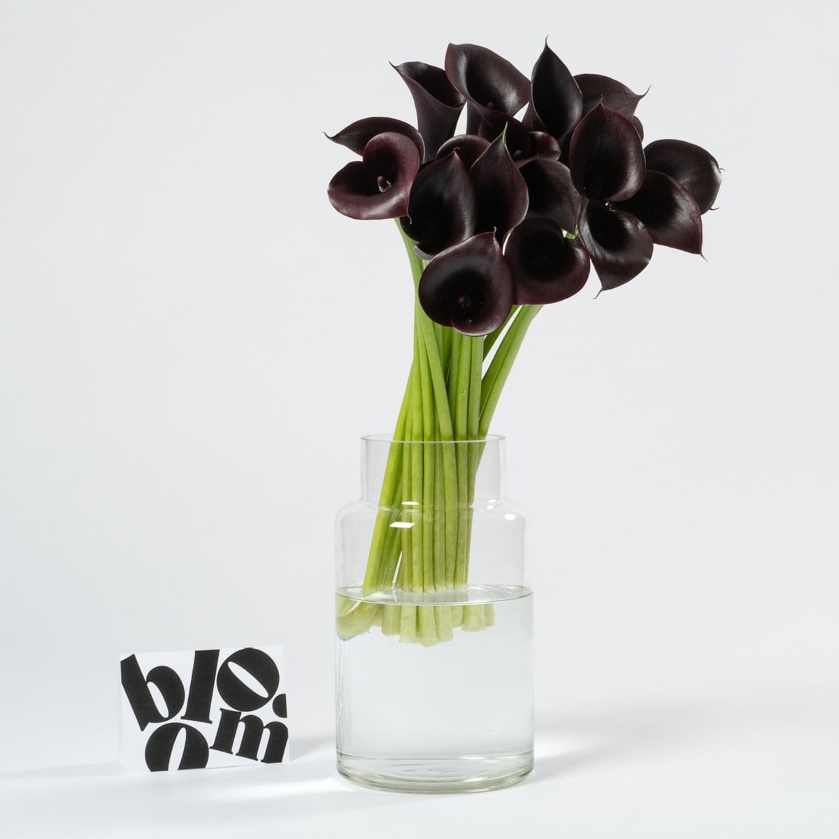 black calla lily plant for sale Ebony Black Calla Lily | Sustainable Flower Delivery