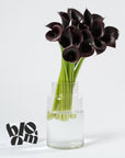 Ebony Black Calla Lily