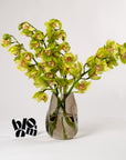 Chartreuse Green Cymbidium