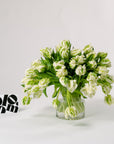 Green & White Parrot Tulips