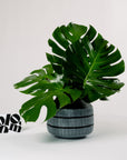 Green Monstera Leaf
