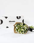 Porcelain White Bouvardia