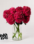 Raspberry Red Hydrangea