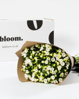 Porcelain White Bouvardia