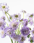 Lavender Purple Scabiosa