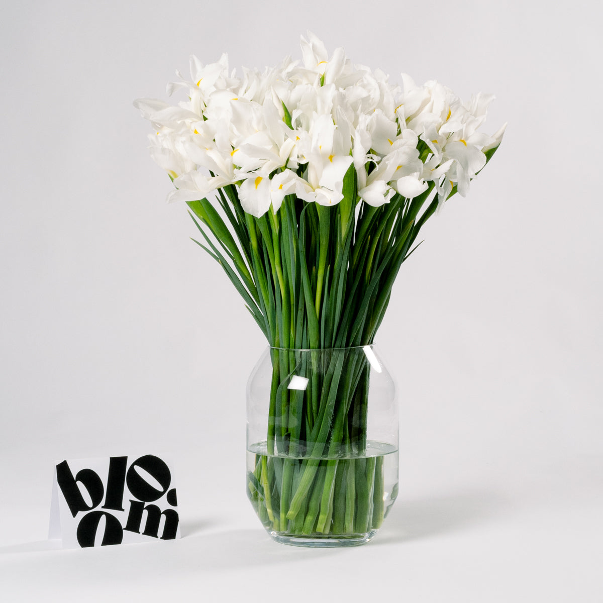 Polar White Iris