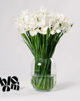 Polar White Iris