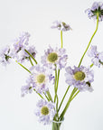 Lilac Scabiosa