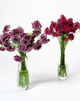 Raspberry Pink Scabiosa
