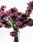 Amethyst Purple Scabiosa