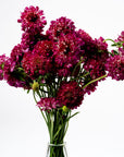 Raspberry Pink Scabiosa