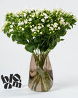 Porcelain White Bouvardia