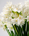 Silk White Paperwhites