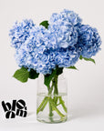 Powder Blue Hydrangea