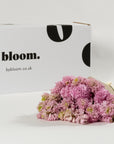 Dusky Pink Hyacinths