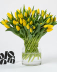 Goldfinch Yellow Tulips