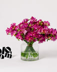 Pink Elephant Freesia