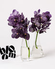 Purple Magic Vanda Orchid
