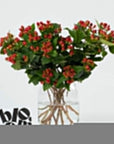 Royal Red Hypericum