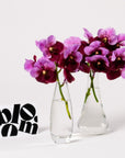 Muddled Grape Vanda Orchid