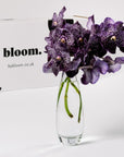 Purple Magic Vanda Orchid