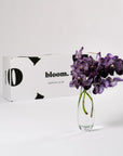 Purple Magic Vanda Orchid
