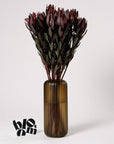 Bordeaux Red Leucadendron