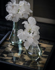 Arctic White Vanda Orchid