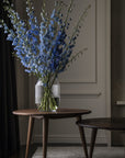 Glacier Blue Delphinium