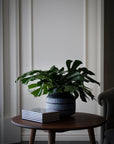 Green Monstera Leaf
