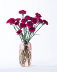 Hot Pink Carnations