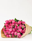 Cerise Pink Tulips