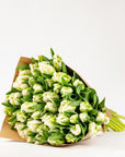 Green & White Parrot Tulips