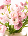 Ballet Slipper Pink Ranunculus
