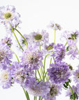 Lilac Scabiosa