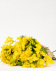 Sunshine Yellow Mimosa