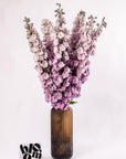 Lilac Delphinium