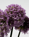 Royal Purple Allium