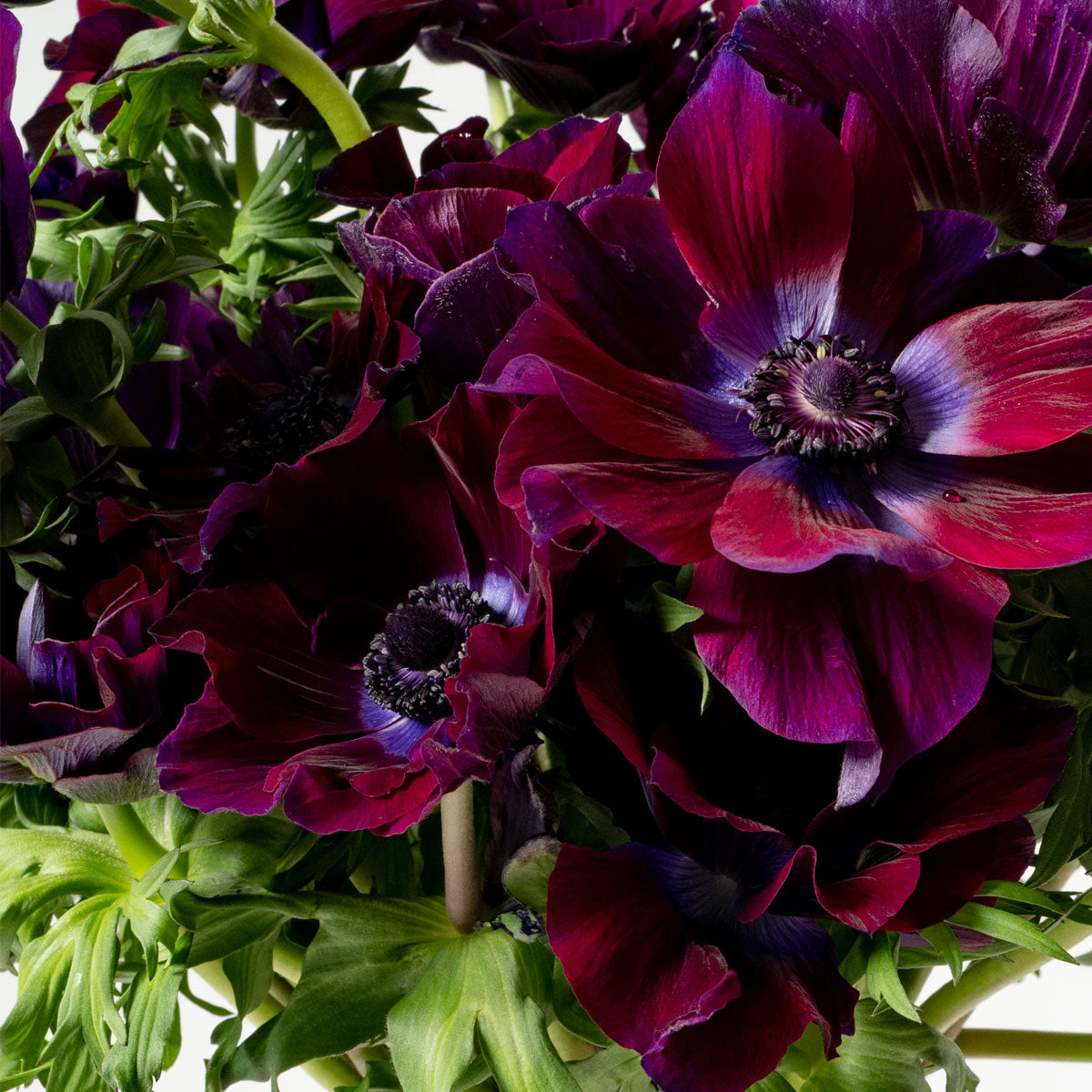 Purple Velvet Anemones