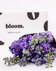 Purple Velvet Delphinium