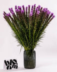 Purple Liatris