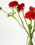 Flame Red Ranunculus
