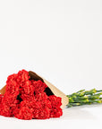 Red Carnations