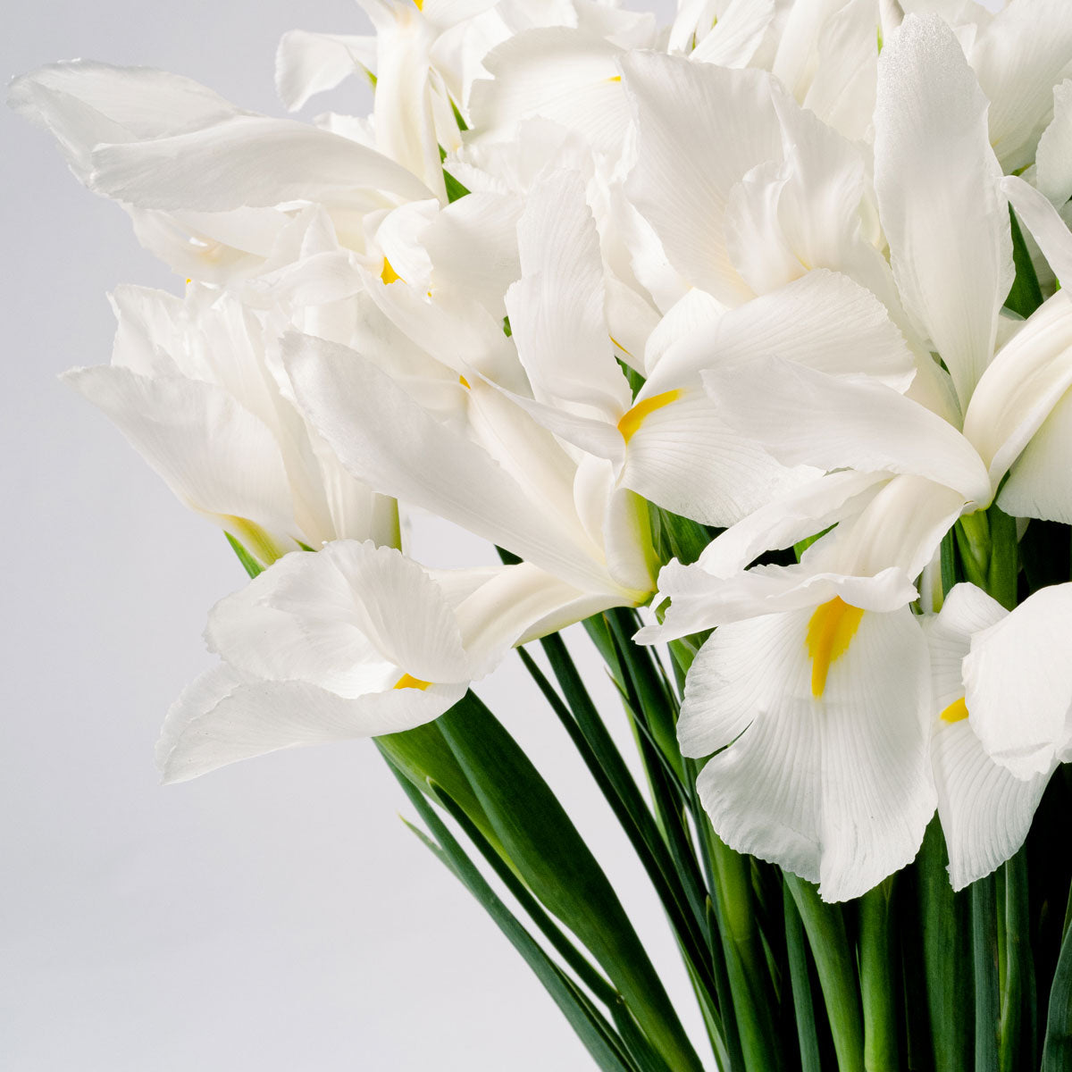 Polar White Iris